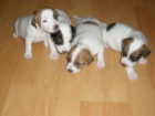 Parson Russell Terier    prodej �t��at