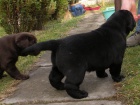 Labrador Retriever �t�n� pejska s PP