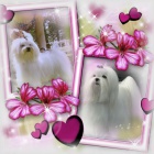 MALT�Z��EK S PP