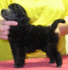 Pudl trpasli�� st��brn�