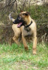 Belgick� ov��k - malinois