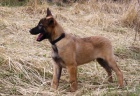 Belgick� ov��k - malinois