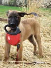 Belgick� ov��k - malinois