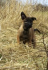 Belgick� ov��k - malinois