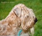 �t���tka Irish soft coated wheaten terrier 