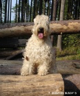 �t���tka Irish soft coated wheaten terrier 