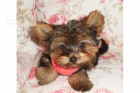 jork��rsky terier mini