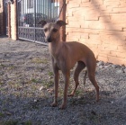 ITALSK� CHRT�K FENKA S PP