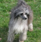 ��nsk� chocholat� pes osrst�n�