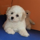 Bichon Fris� - Bi�onek