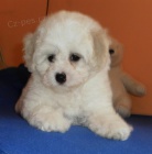 Bichon Fris� - Bi�onek
