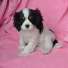 �t�natko kaval�ra s PP