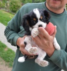 �t�natko kaval�ra s PP