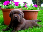 Labradorsk� retriever s PP-�ERN� & �OKOL�DOV� ��.