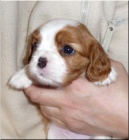 Kaval�r King Charles Spaniel s PP