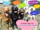 Ps� �kolka Happy Dog hl�d�n�