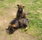 N�meck� ov��k s PP psi