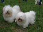 �t���tka Coton de Tulear