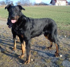 Beauceron - Francouzsk� ov��k