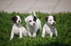 Parson Jack Russell teri�r 