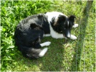 �t���tka border kolie s PP