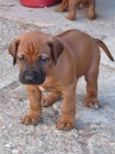 Rhod�sk� ridgeback - �t���tka s pp