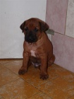 Rhod�sk� ridgeback - �t���tka s pp