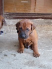 Rhod�sk� ridgeback - �t���tka s pp