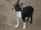 Bostonsk� terier - pejsek s pp
