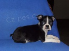 Bostonsk� terier - pejsek s pp