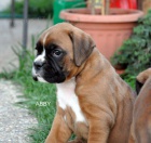 N�meck� boxer s PP