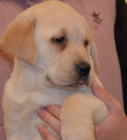 �t�n�tko �istokrevn� labradora