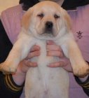 �t�n�tko �istokrevn� labradora