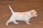 �t�n�tko �istokrevn� labradora