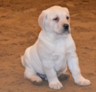 �t�n�tko �istokrevn� labradora
