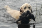 Golden retriever - nab�z�me chovn�ho psa ke kryt� s PP 