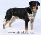 �esk� strakat� pes - �t���tka s PP