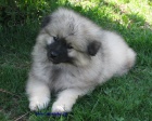 vl�� �pic-keeshond