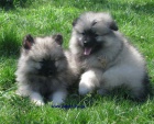 vl�� �pic-keeshond