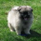 vl�� �pic-keeshond
