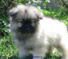 vl�� �pic-keeshond