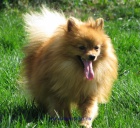 n�meck� �pic mal�