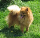 n�meck� �pic mal�