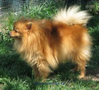 n�meck� �pic mal�