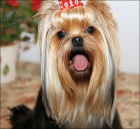 Jork��rsk� terier