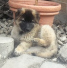 Belgick� ov��k tervueren