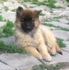 Belgick� ov��k tervueren