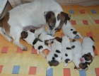 Prod�m �t��ata Jack russel terriera