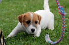 Jack Russell teri�r
