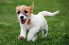 Jack Russell teri�r